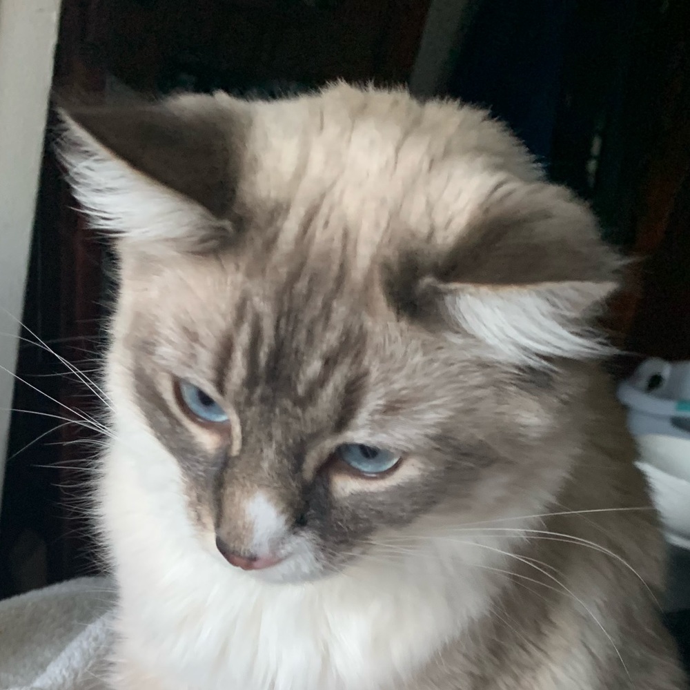 Meet your Posher, Sadie